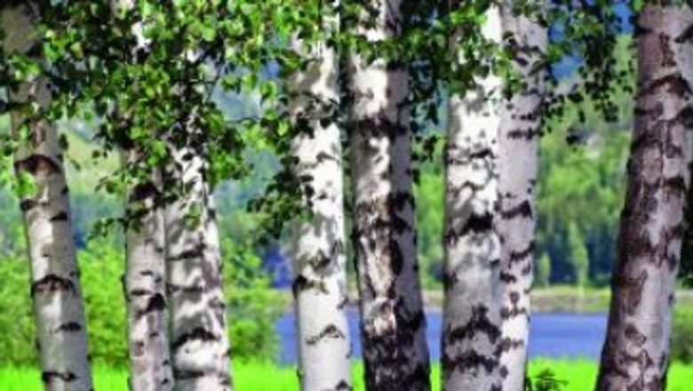 Soluții Naturale pentru Curățarea Arterelor: Beneficii și Implicații