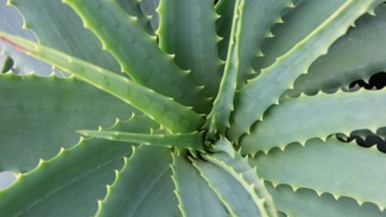 Beneficiile și Prepararea Cremei de Aloe Vera Făcute în Casă: O Analiză Detaliată