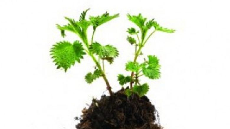 Urzica: Remediul Natural pentru Anemie – Beneficii, Preparare și Implicații pentru Sănătate