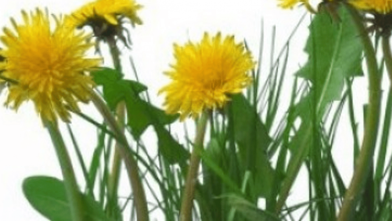 Plantele Medicinale: Soluții Naturale pentru Bila Leneșă