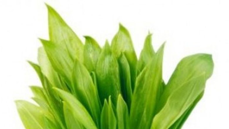 Leurda: Planta miraculoasă a primăverii și beneficiile ei terapeutice
