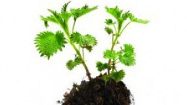 Remedii Naturiste pentru Prostata: Soluții din Plante Medicinale pentru Bărbați