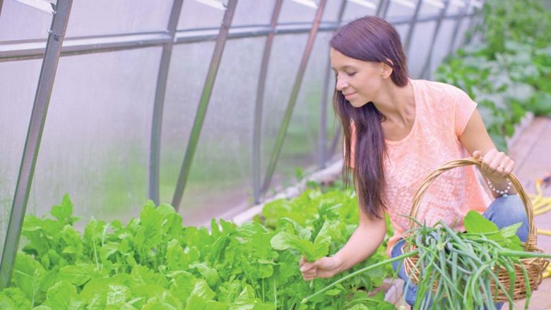 Ceapa Verde: Remediul Natural cu Beneficii Remarcabile pentru Sănătatea Pielii și Nu Nu Numai