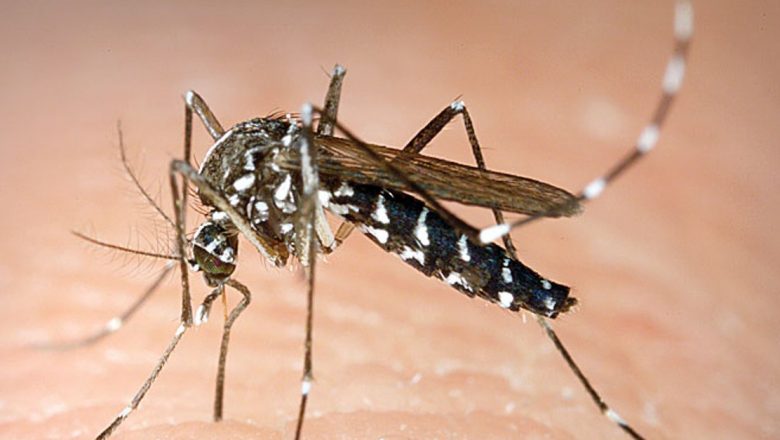 Atenție la Insectele Ucigașe: Impactul Căldurii Asupra Căpușelor și Țânțarilor în România