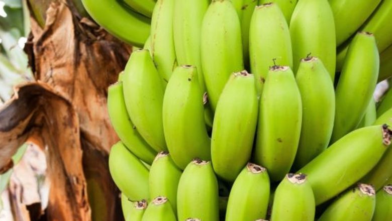 Beneficiile Surprinzătoare ale Bananelor Verzi: Ce Se Întâmplă în Corpul Tău Când le Consumăm