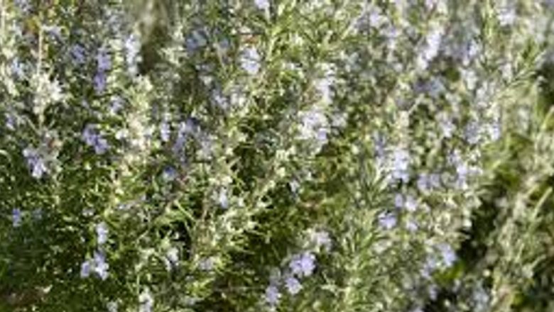 Rozmarinul: Planta Aromatică cu Beneficii Remarcabile pentru Sănătate