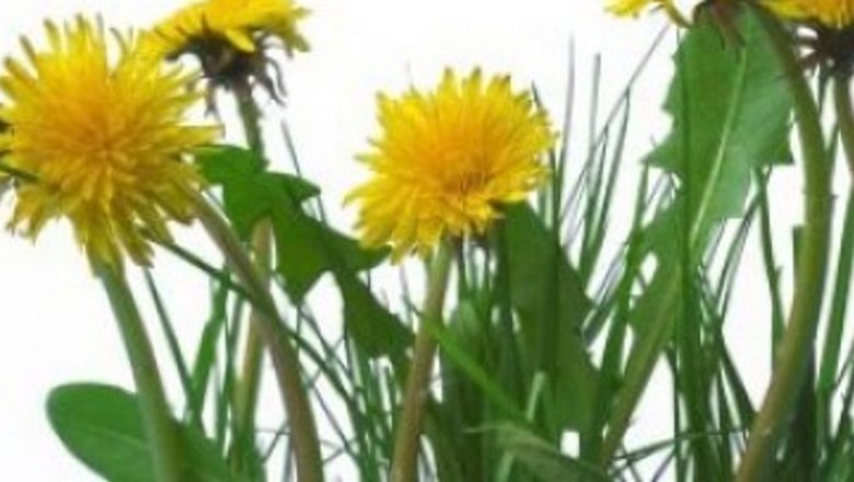 Plantele medicinale care susțin sănătatea bilei: soluții naturale pentru bila leneșă