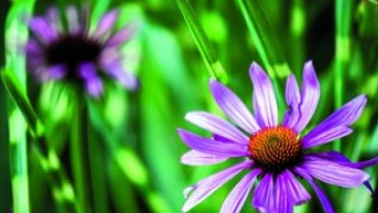 Detoxifierea Organismului: Top 10 Leacuri Naturale pentru o Viață Sănătoasă
