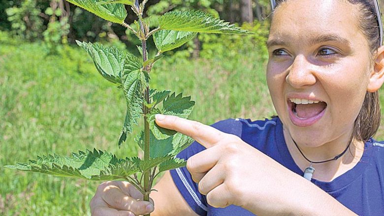 Urzicile: Superalimentul Verde pentru Slăbire și Sănătate