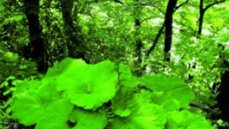 Brusturele: Descoperirea Proprietăților Sale Vindecătoare și Beneficiile pentru Sănătate