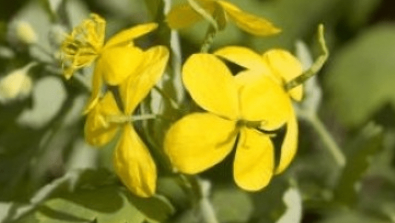 Ceaiuri Benefice pentru Splină: O Analiză Detaliată a Proprietăților și Beneficiilor Botanice