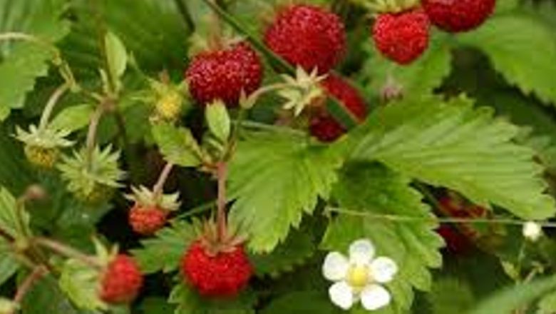 Ceașca de sănătate: Plantele vindecătoare ale lunii mai și beneficiile lor remarcabile