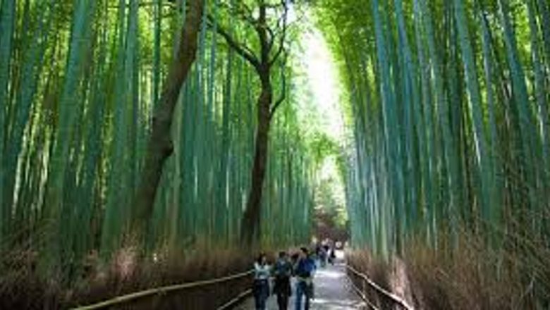 Beneficiile surprinzătoare ale plimbărilor prin parcuri în Japonia: O analiză a “băilor de pădure”