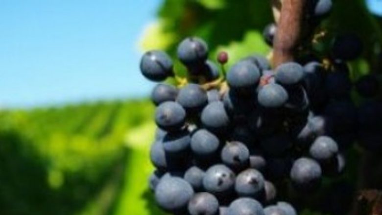 Proprietăţile UIMITOARE ale viţei de vie: Beneficii surprinzătoare și utilizări terapeutice