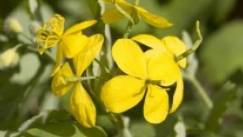 Ceaiuri Benefice pentru Splină: Tradiții, Rețete și Implicații pentru Sănătate