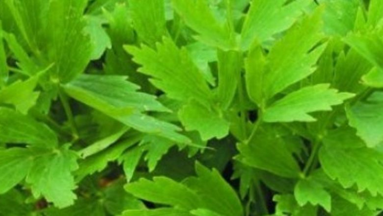 Leuşteanul: Planta cu Proprietăţi Vindecătoare Pentru Sănătate