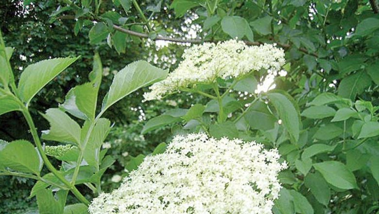 Florile de soc: Un remediu natural pentru bronșite și nu numai