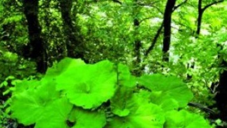 Brusturele: O Plante Medicinală cu Proprietăți Remarcabile și Beneficii pentru Sănătate
