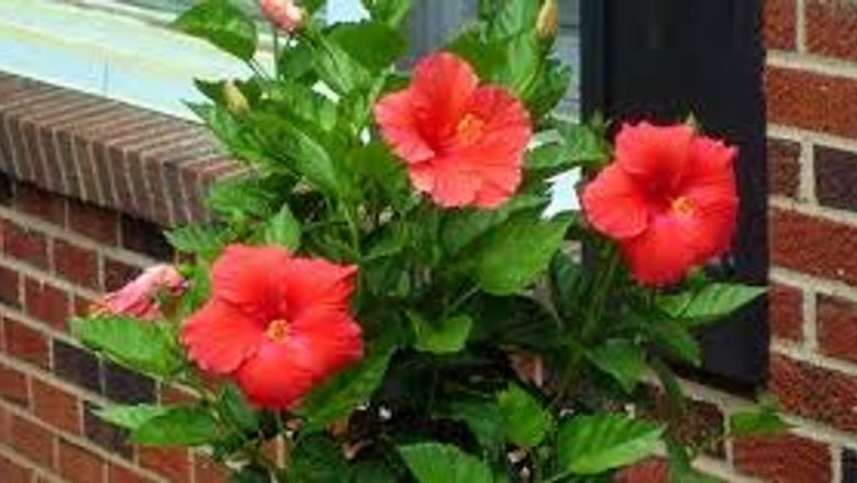 Hibiscus: Planta Minune în Combaterea Stresului și a Problemelor de Sănătate