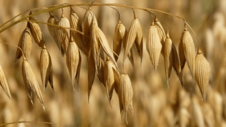 Importanța Cerealele: Beneficiile Esențiale pentru Sănătatea Inimii și Nu numai