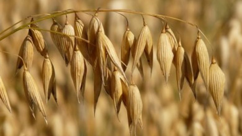 Cerealele: Un Pilon Esențial pentru Sănătatea Inimii și Nu Numai
