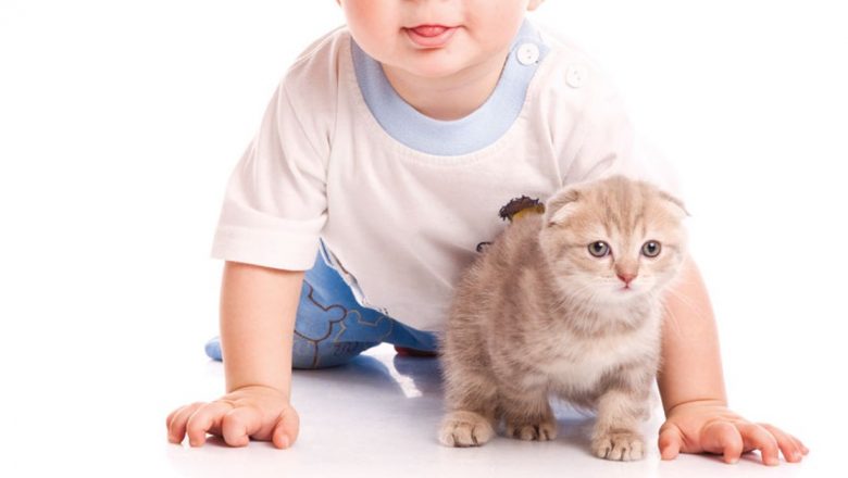 Cele mai prietenoase rase de animale pentru copii: O alegere înțeleaptă pentru familii