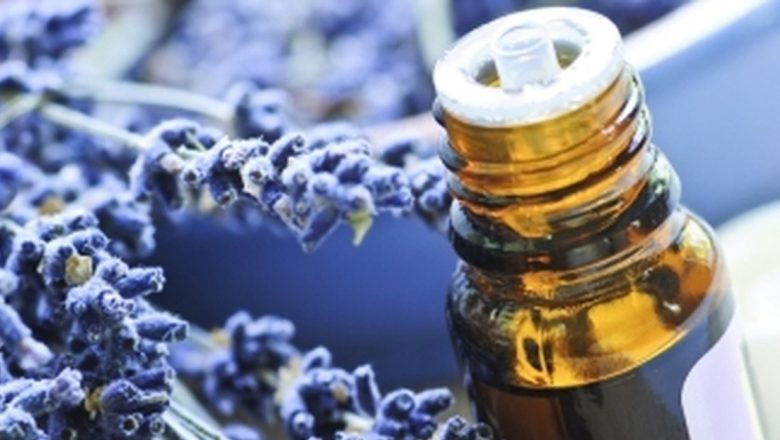 Ghid complet pentru tratarea înțepăturilor de insecte: remedii naturale și precauții esențiale