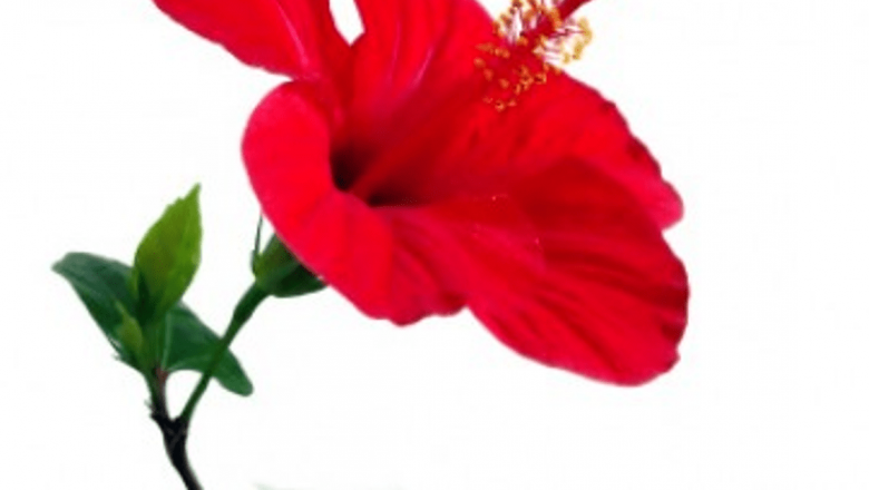 Beneficiile ceaiului de hibiscus în combaterea hipertensiunii arteriale