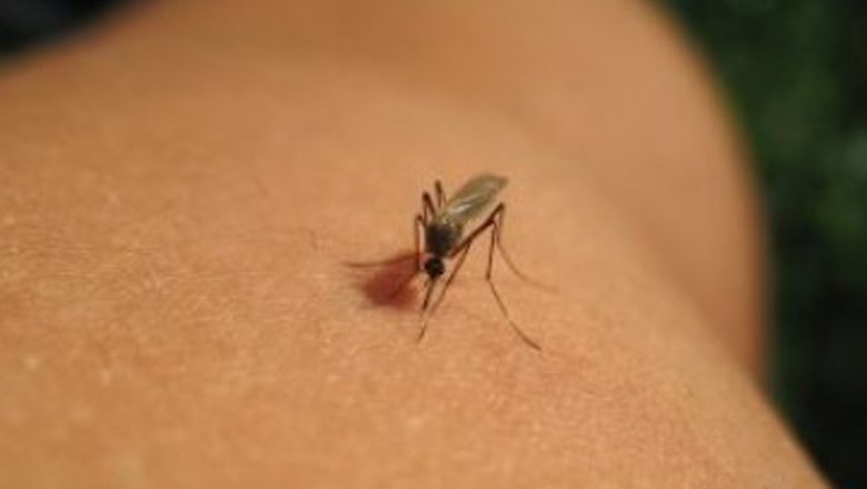 Ghid complet pentru protecția împotriva insectelor: măsuri, riscuri și soluții eficiente