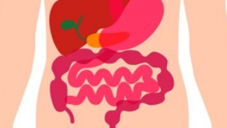 Misterele sistemului digestiv: O călătorie prin anatomia și funcțiile sale esențiale