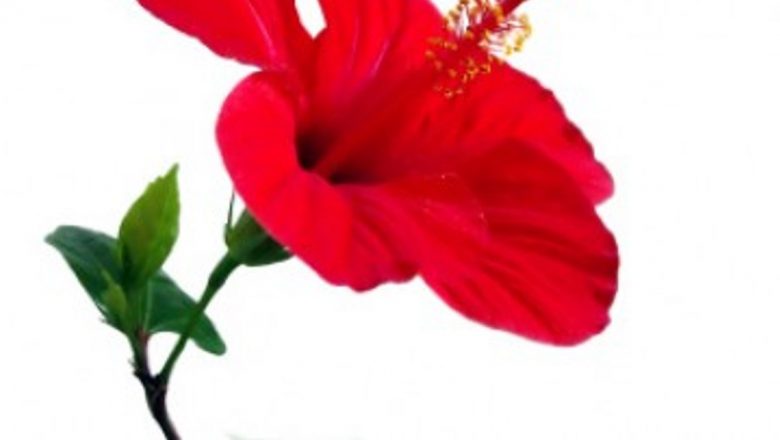 Ceaiul de hibiscus: un aliat natural în lupta împotriva hipertensiunii arteriale