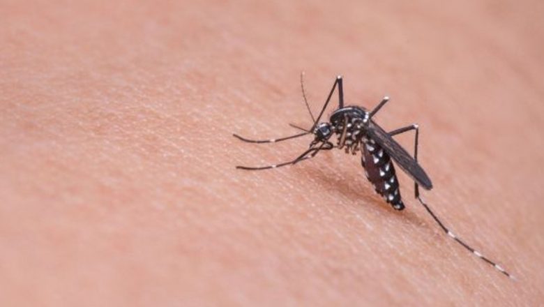 Metode Eficiente de Combatere a Țânțarilor: Soluții Naturale și Comportamentale