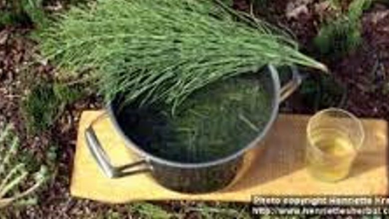 Ceaiurile minune: Soluții naturale pentru dizolvarea pietrelor la rinichi