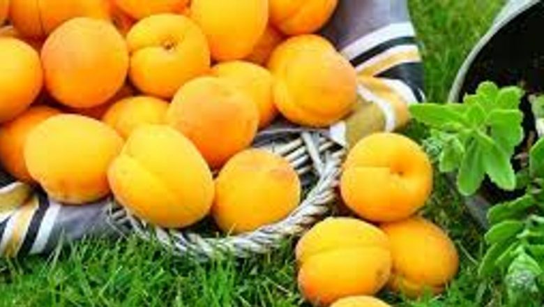 Caisa: Dulcele Medicament în Lupta Anti-Stres și Beneficiile Sale pentru Sănătate