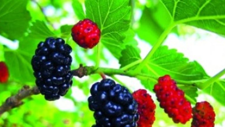 Frunzele de dud: Un Remediu Natural pentru Glicemie și Sănătate Generală