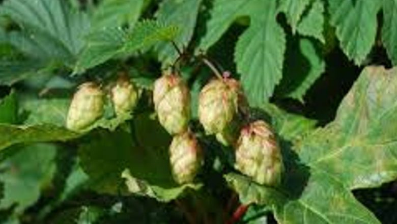 Hameiul: Remediul Natural pentru Gelozie – O Analiză a Efectelor Terapeutice