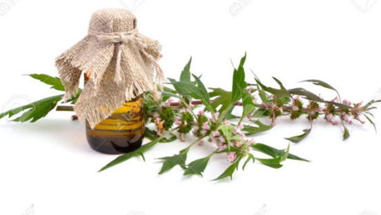 Talpa-gâștei: Un Remediu Natural pentru Nervozitate și Tulburări Gastrointestinale