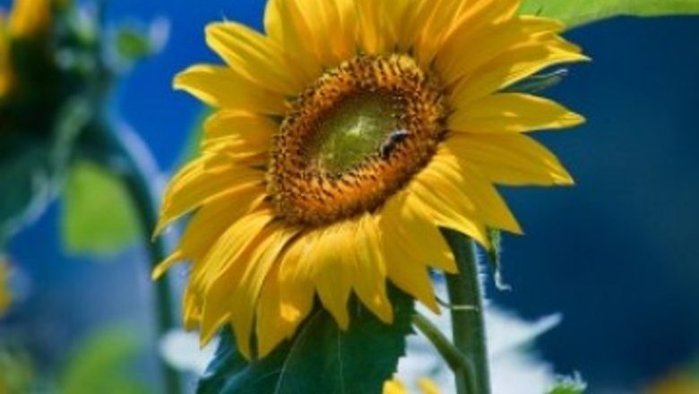 Beneficiile Semințelor de Floarea-Soarelui: O Resursă Naturală pentru Regenerarea Pielii și Îmbunătățirea Sănătății