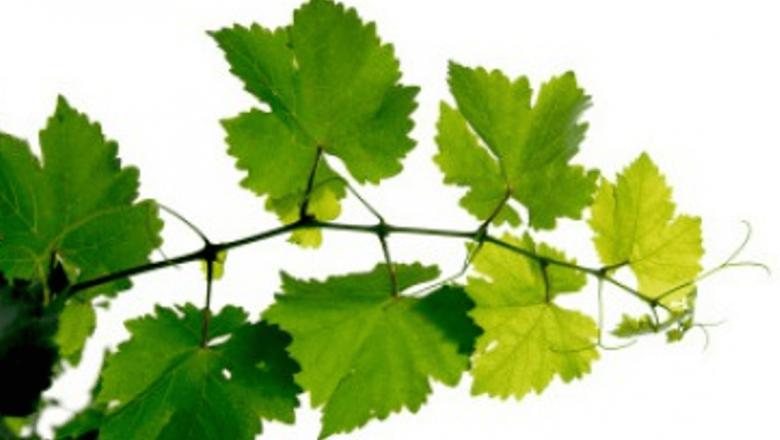Remedii Naturale Eficiente pentru Durerile de Picioare: Ceaiuri și Uleiuri Esențiale