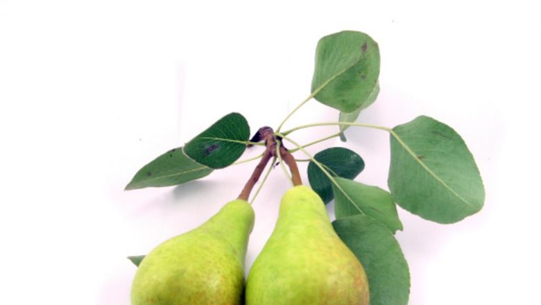 Beneficiile perelor: De la slăbire la afrodiziace – O analiză detaliată a acestui fruct nutrit