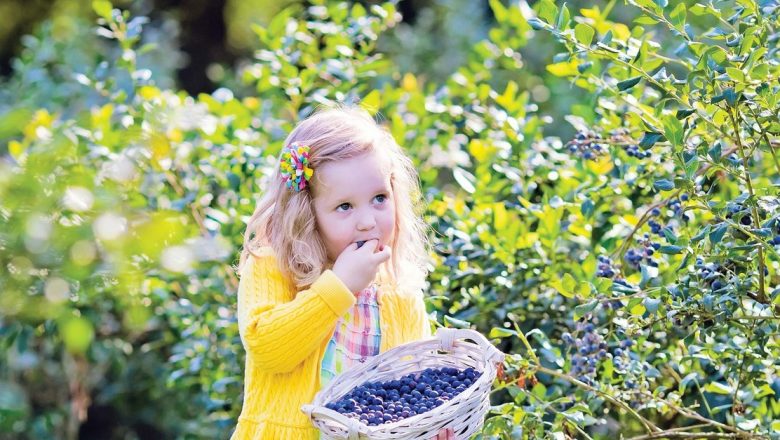 Fructele de Pădure: Superalimentele Naturii și Beneficiile Lor Uimitoare pentru Sănătate