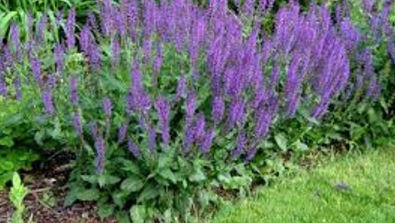 Salvia: Panaceul Universal al Sănătății – Beneficii, Istorie și Utilizare