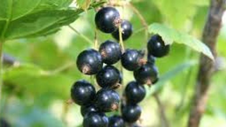 Efectele terapeutice ale extractului de coacăz negru în tratamentul alergiilor: O analiză detaliată