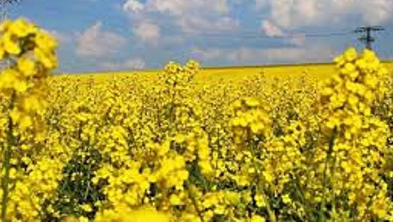 Rapița: Plantele Medicinale ale Viitorului – Beneficii și Proprietăți Terapeutice Remarcabile