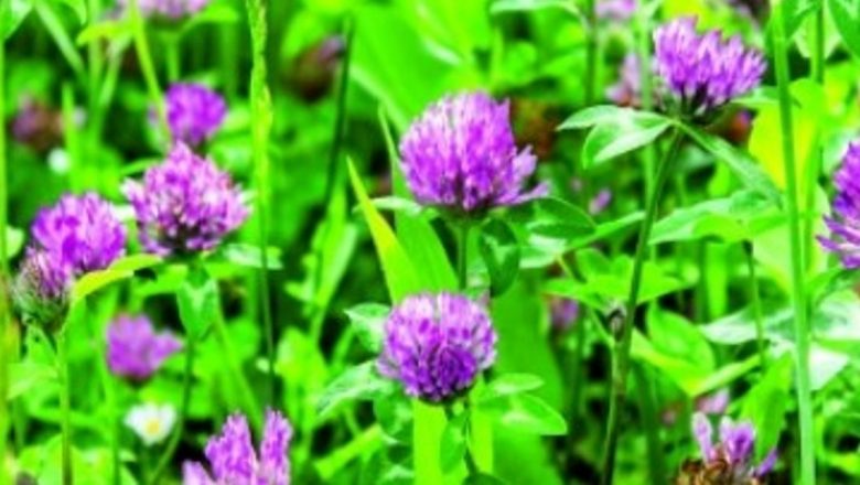 Trifoiul Roșu: Un Remediu Natural pentru Sânge și Sănătatea Ficatului