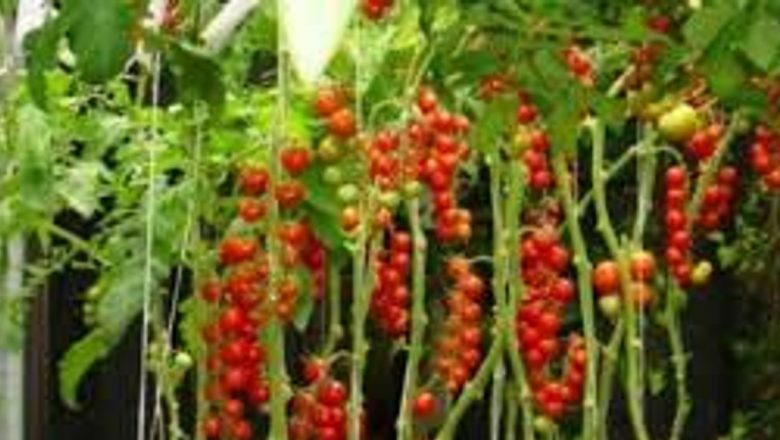 Roșiile: Superalimentele cu puterea de a combate peste 50 de boli