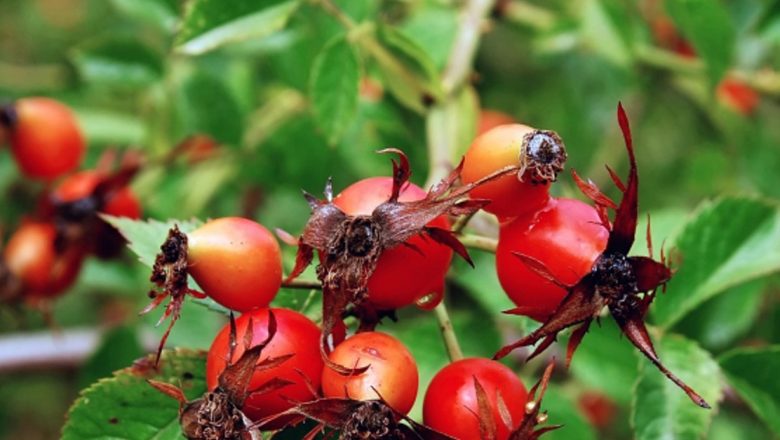 Măceșele: Un Remediu Natural Eficient Împotriva Virozelor și Nu Numai
