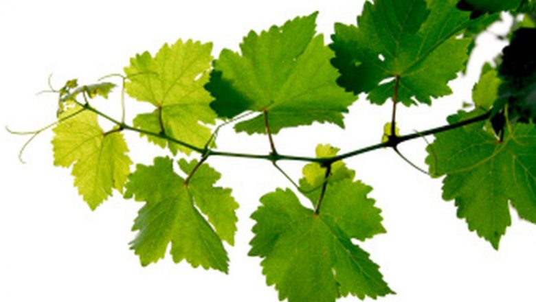 Remedii Naturale Eficiente pentru Durerile de Picioare: Beneficiile Viței de Vie și Mentă
