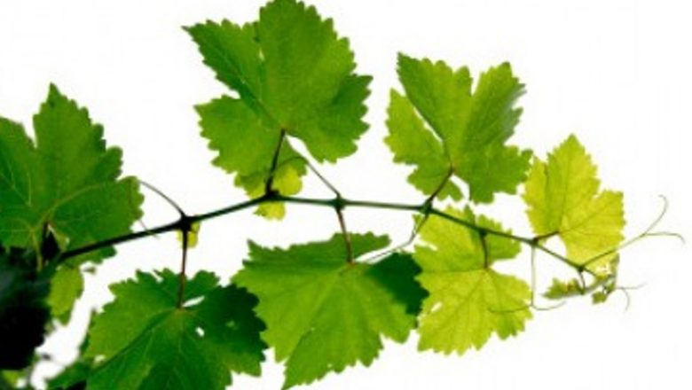 Remedii Naturale pentru Durerile de Picioare: O Analiză Detaliată a Leacurilor Tradiționale