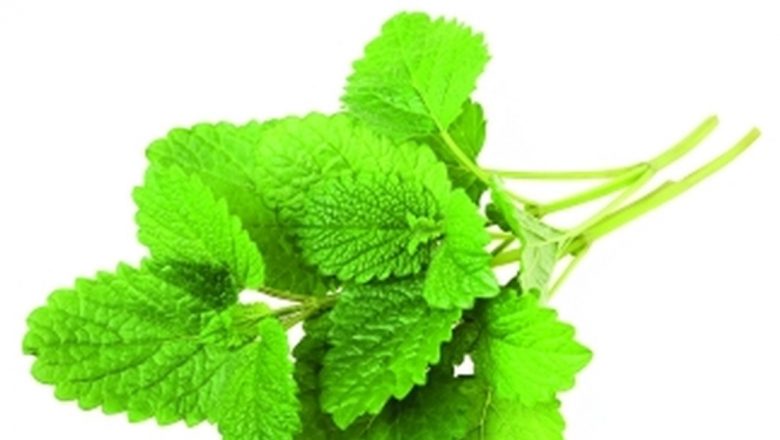 Roiniţa: Planta Miraculoasă care Sprijină Sănătatea Inimii și a Sistemului Digestiv